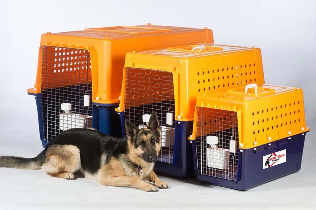 Pet Transport — Global Express Shipments